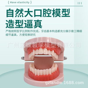 Modèle naturel de soins et de santé dentaire, modèle avancé de soins bucco-dentaires (avec joues et langue). - Product Image 2