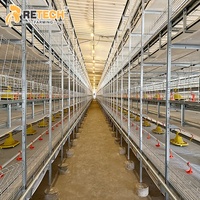 Équipement d'élevage de volailles moderne Cages de batterie de poulet Système d'élevage de poulets de chair avec système de nettoyage du fumier