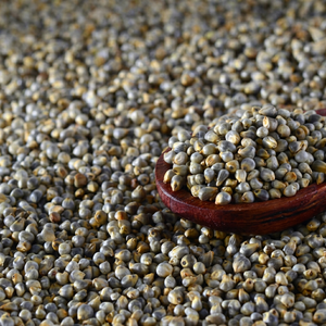 Millet perlé doré de qualité supérieure - Product Image 1
