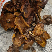 Champignons Suillus Luteus L Exfor, champignons sauvages bruts séchés entiers de Chine, à vendre