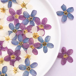 Véritables fleurs séchées pressées de plantes Blue Star pour scrapbooking, fabrication de cartes, marque-pages et <span class=keywords><strong>d</strong></span>écoration de cadres - Product Image 5