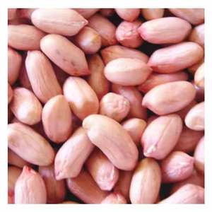 Käufer Großhandel Jumbo rohe fett blanchierte Erdnuss kerne zum Kochen - Product Image 1