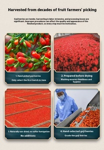 Tianbai Çayı 2025 Yeni Hasat <span class=keywords><strong>Ningxia</strong></span> Zhongning Tatlı <span class=keywords><strong>Goji</strong></span> 250g AD Kurutulmuş Suyla Korunmuş Yemeye Hazır Toplu Paket Fabrikadan Doğrudan - Product Image 6