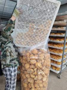 Nấm fruitting cơ thể khô hericium erinaceus khô sư tử bờm Nấm - Product Image 6