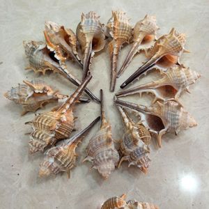 Vente directe du fabricant escargot Long en conque pour accessoires de tir - Product Image 5