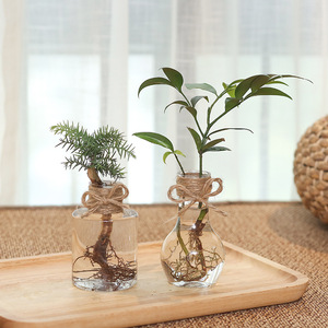 Meixuan, pot de fleurs moderne, simple et créatif, en plastique PP, écologique, chromé, transparent, roses vertes, petit pot hydroponique - Product Image 4