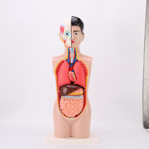 70cm 9 parti modello di anatomia <span class=keywords><strong>del</strong></span> corpo <span class=keywords><strong>del</strong></span> Torso umano insegnamento medico modello di Torso di anatomia <span class=keywords><strong>del</strong></span> corpo umano - Product Image 6