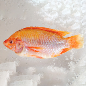 Cá rô phi Cá Rô Phi Đỏ đông lạnh butterflied toàn bộ vòng thiên nhiên Tính năng roja cá rô phi giá mỗi kg - Product Image 3