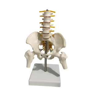 Columna Vertebral <span class=keywords><strong>de</strong></span> escritorio, Pelvis <span class=keywords><strong>de</strong></span> columna vertebral Flexible con cinco vértebras lumbares, ortopedia, columna vertebral, modelo <span class=keywords><strong>de</strong></span> columna vertebral, anatomía del esqueleto - Product Image 2