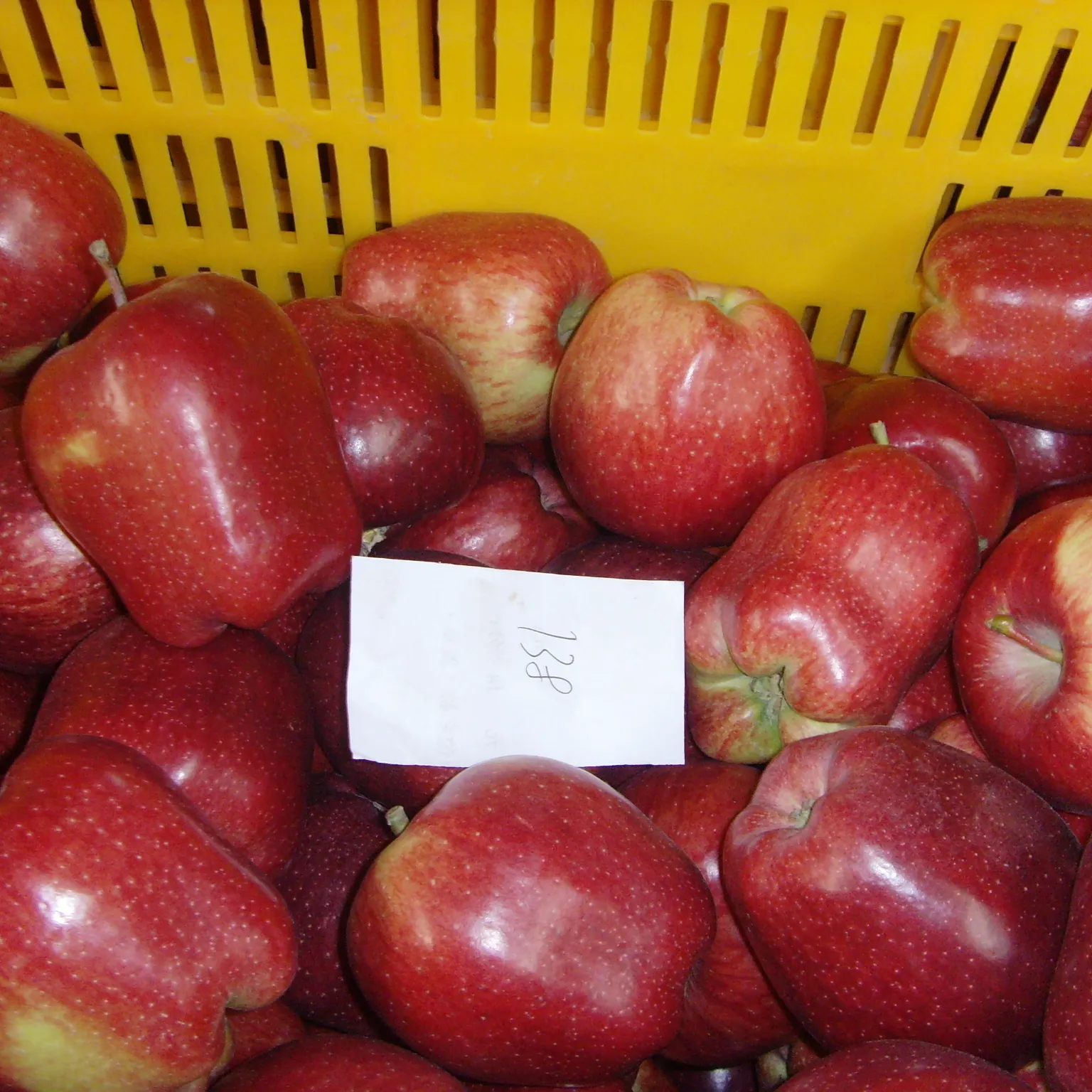 उच्च गुणवत्ता ताजा सेब निर्यातकों ताजा लाल स्वादिष्ट फल huaniu सेब