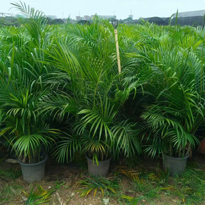 Plantes vivantes de pépinière, Palm <span class=keywords><strong>Dypsis</strong></span> Lutescens, Bonsaï, Palmier <span class=keywords><strong>Areca</strong></span> à feuilles persistantes, Vente en gros, Fournisseur de plantes ornementales pour la maison et le bureau - Product Image 3