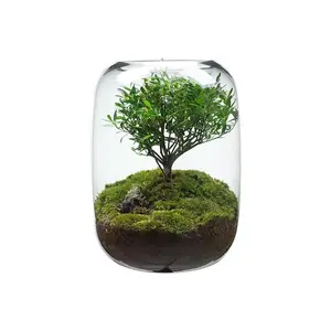 Atas meja kreatif lumut lanskap mikro vas kaca Bonsai botol ekologis Bonsai pohon kehidupan ornamen Desktop kantor