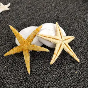 3d Nail Charms Real Nail Art Sea Star Studs Seaside Decorations Shell Sand Feathers Sequin Accessories Mini Small Nail Sea Starr