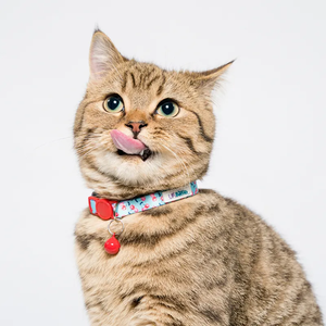 도매 애완 동물 액세서리 다채로운 반사 빠른 릴리스 휴식 멀리 벨과 귀여운 회색 개 고양이 목걸이 - Product Image 4