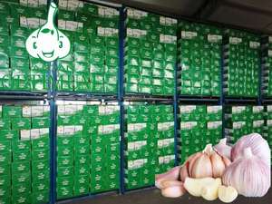 Nouveau Croup Ail Chinois Légumes Frais Ajo Ail Alho Ail Blanc Normal 5.5cm Avec Un Prix Compétitif - Product Image 6