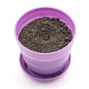 Kit de culture de plantes, expérience scientifique éducative, ensemble d'apprentissage DIY pour les étudiants, projets scolaires, outil d'observation et d'enseignement - Product Image 2