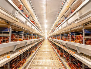 Vente chaude automatique 90/120/150 couches Cages à poulets Nouvelle conception de cage pour <span class=keywords><strong>poules</strong></span> <span class=keywords><strong>pondeuses</strong></span> pour <span class=keywords><strong>ferme</strong></span> avicole - Product Image 5