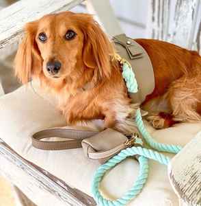 Elegante Arnés de Cuero Genuino Hecho a Mano para Perros Pequeños y Adorables - Regalo de Alta Calidad para Cachorros Machos y Hembras - Marrón - Product Image 3