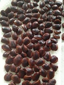 Châtaignes grillées, brun foncé lisse, forme ovale irrégulière, taille moyenne, saveur originale, collation à base de noix - Product Image 5
