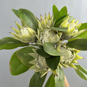 Flores Artificiales Protea RK288 al por Mayor, Flores de Protea de Alta Calidad con Tacto Real para Decoración de Bodas y Hogar - Product Image 5