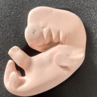 Modelo de Desarrollo Embrionario Uterino Femenino Yulin, Aplicable a Obstetricia y Ginecología Durante el Desarrollo del Embarazo, CE/ISO