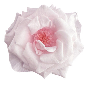 Vente en gros de grandes têtes de roses éternelles préservées, type marguerite, pour bouquets de mariage, décoration intérieure et fête des Mères - Product Image 5