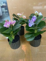 Plante en pot de 17 cm de style nordique, figuier à feuilles de violon en forme de cœur, de haute qualité, avec fleurs, pour la décoration de la maison ou du bureau