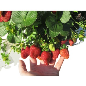 New Home Tour de jardin verticale avec pompe Décoration d'intérieur multi-usage - Product Image 2