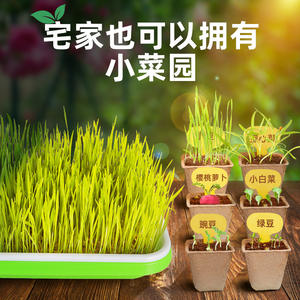 Kit de culture de légumes DIY pour enfants et adolescents, laboratoire scientifique de plantation, ensemble de jouets éducatifs de biochimie avec germination - Product Image 4