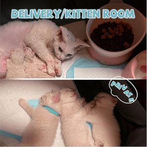 Lüks Sağlam Köpek Kulübesi 71x24 inç Büyük Taşınabilir Katlanabilir 2 Bölmeli Oyun Parkı Çevre Dostu Kaymaz Pamuklu Oxford Kumaş Şekilli - Product Image 6