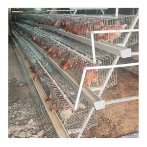 Sistema automatico di raccolta uova con gabbia di pollo