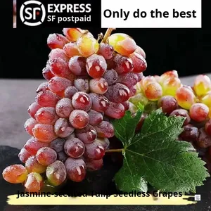 Eerste Oogst Yunnan Jasmijn Pitloze Druiven Sf Express Gratis Verzending Zoete Bulk Seizoensfruit Hele Doos Vers Geplukt - Product Image 3