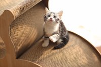 Maison pour chat en carton style chat Catopia Sleep, grattoir pour chat en carton ondulé avec MDF