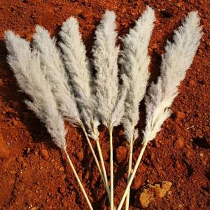 Erba di <span class=keywords><strong>Pampas</strong></span> Artificiale Naturale Più Economica all'Ingrosso dalla Fabbrica IFG - Product Image 4