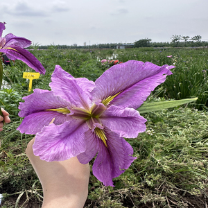 Iris 'From Thismoment' - une plante aquatique adaptée aux bassins de jardin et aux serres - Iris 'From Thismoment' - Product Image 6