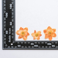 Vente en gros de matériel de bricolage jonquille séchée fleur pressée pour étui de téléphone Nail Art bijoux carte postale cadre photo décoration bougie