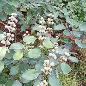 Bán buôn cung cấp số lượng lớn Vitex Chasteberry hạt giống - Product Image 3