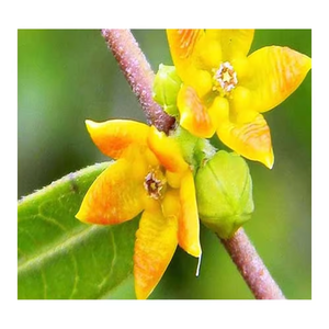 Anantmool Premium Food Grade Plant-Based Supplement Wild Cultivated Root Extract Sariva Hemidesmus Indicus Bagged Powder - Product Image 5