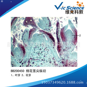 Longitudinal section of cotton stem tip; plant slide; stem and stem metamorphosis; animal and plant sections; <b>microscope</b> slide. - Product Image 5