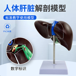 Modèles pédagogiques de l'anatomie du foie humain, y compris le hilum du foie, les vaisseaux sanguins, le lobe du foie, la vésicule biliaire, etc. - Product Image 2