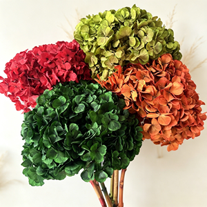 Fleurs d'<span class=keywords><strong>hortensia</strong></span> stabilisées séchées naturelles à couleurs dégradées, grandes feuilles d'<span class=keywords><strong>hortensia</strong></span> préservées pour la décoration de la maison, les événements, les mariages et les projets de bricolage - Product Image 4