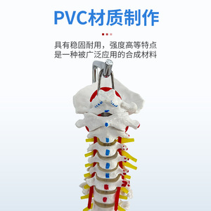 Coloration naturelle des muscles des grandes ceintures vertébrales et des ceintures pelviennes ; points d'origine et d'insertion musculaire ; lombaires - Product Image 1