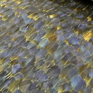 <span class=keywords><strong>Papier</strong></span> <span class=keywords><strong>peint</strong></span> Zhenling haut <span class=keywords><strong>de</strong></span> gamme à motifs <span class=keywords><strong>de</strong></span> plumes <span class=keywords><strong>de</strong></span> <span class=keywords><strong>paon</strong></span> colorées, <span class=keywords><strong>papier</strong></span> <span class=keywords><strong>peint</strong></span> attrayant à motifs <span class=keywords><strong>de</strong></span> plumes <span class=keywords><strong>de</strong></span> <span class=keywords><strong>paon</strong></span> - Product Image 4