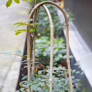 <span class=keywords><strong>Palos</strong></span> <span class=keywords><strong>de</strong></span> jardín <span class=keywords><strong>de</strong></span> bambú Plantas <span class=keywords><strong>de</strong></span> forma doblada <span class=keywords><strong>con</strong></span> <span class=keywords><strong>madera</strong></span> tratada a presión natural Decoración al aire libre mejorada - Product Image 5