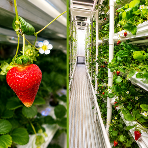 Contenedor de Cultivo de Fresas Inteligente Llave en Mano, Iluminación LED de Espectro Completo, Fábrica de Agricultura Vertical - Product Image 3