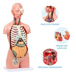 Torso de estudio de enseñanza médica, modelo de <span class=keywords><strong>cuerpo</strong></span> <span class=keywords><strong>humano</strong></span>, muñeca de anatomía, 20 piezas extraíbles, modelo de Torso anatómico sin sexo de tamaño real - Product Image 4