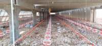 Système d'abreuvement pour poulets de chair-Ligne d'alimentation pour volaille avec abreuvoirs pour animaux
