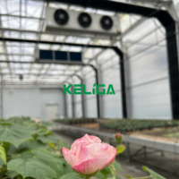 Smart Vanilla Grow Serre à travée unique Serre commerciale occultant la lumière à vendre