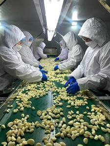 Aglio Pelato Nuovo Raccolto 2026, Pronto per Cucinare, Pulito, Grado Alimentare, Vendita all'Ingrosso, Direttamente dalla Fabbrica - Product Image 5