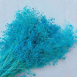 Flores Secas y Preservadas de Gypsophila de Color Brillante para Decoración del Hogar, Precio de Fábrica - Product Image 5